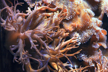 Naklejka na ściany i meble Coral Reef Ecosystem . Underwater plants . Nature of deep sea