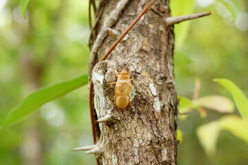 Peeling cicadas on the bark of the tree.       