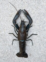 Dark blue lobster on the ground, top view shot