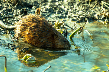 Muskrat in Mud