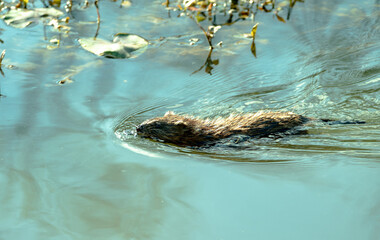 Muskrat