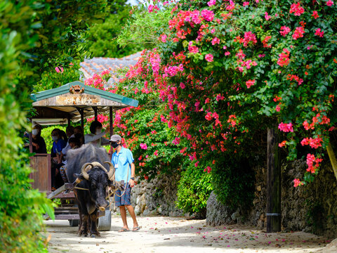 竹富島 Images – Browse 4,378 Stock Photos, Vectors, and Video