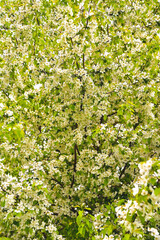 Fototapeta na wymiar Apple tree flowers, cherry flowers, spring flowering trees in sunlight, floral background, selective focus