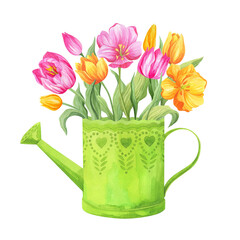 Tulips bouquet in watering can. Spring composition. Watercolor illustration.