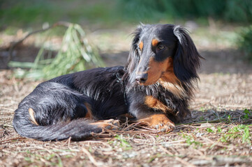 Black long hair dachshund dog laying outdoors on a sunny day. Smooth and bright hair.