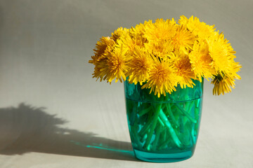 bouquet of dandelions in a glass on a gray  background