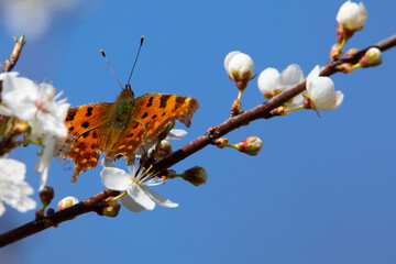 large colored butterfly on blooming spring branches with white flowers on a blurred background