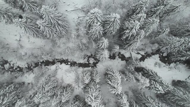 nevicata bosco montagna 