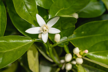 Branch of orange tree with beautiful white flowers close up