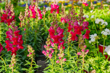 Snapdragon flowers in bloom. Antirrhinum flowers in pots