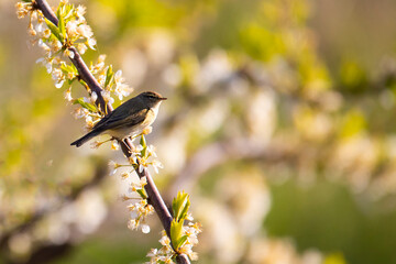 Obraz premium Willow warbler bird on flowering branch in spring
