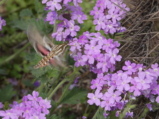 moth on a flower
