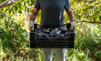 unknown worker holding plastic container box with hass avocado in the field - obrazy, fototapety, plakaty
