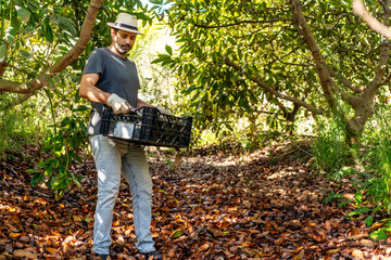 worker holding plastic container box between avocado trees harvesting