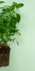 Flat lay top view mint with root horizontal photo