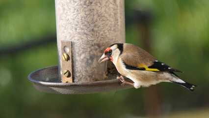 Goldfinch feeding from Tube peanut seed Feeder at table