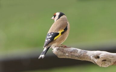 Goldfinch on a branch in wood in UK