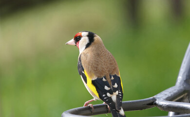 Goldfinch on a gate in wooda in the UK