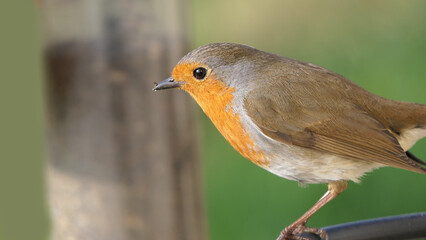 Robin feeding from a Bird Table in UK