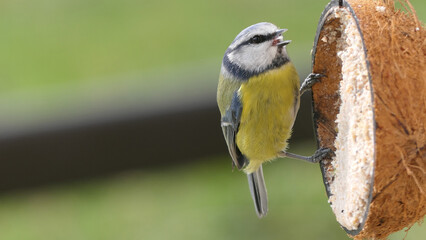 Blue Tit eating from a Coconut Suet Shell at Bird Table