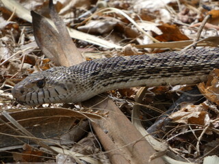 snake on the grass