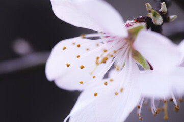 Beautiful white and pink flower of a cherry tree in full bloom where you can see its pollen filled...