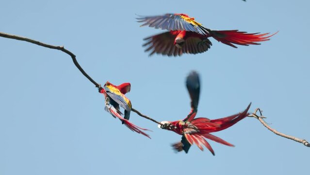 a slow motion clip of a scarlet macaw flying in and taking over perching on a branch at mirador de jaco in costa rica