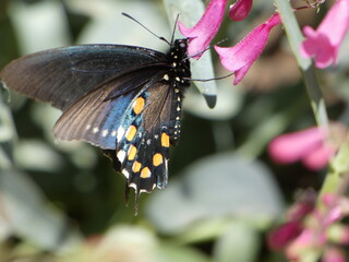 butterfly on flower