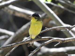 bird on a branch