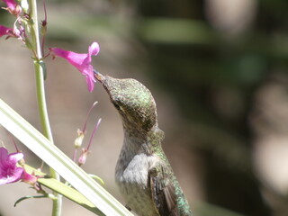 Obraz premium hummingbird on a flower
