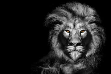 African male lion portrait , wildlife animal isolated black white 
