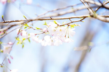 公園で咲く桜の花