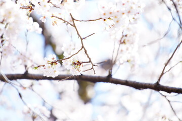 公園で咲く桜の花