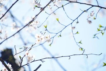 東京の公園で咲く桜の花