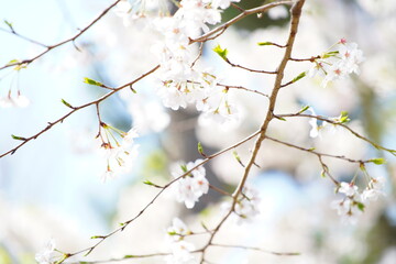 東京の公園で咲く桜の花