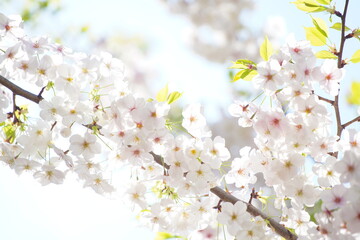 Fototapeta na wymiar 東京の公園で咲く桜の花