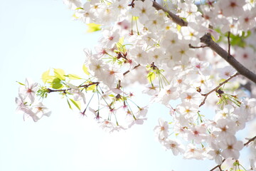 東京の公園で咲く桜の花