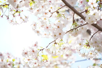 東京の公園で咲く桜の花