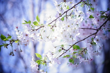 東京の公園で咲く桜の花