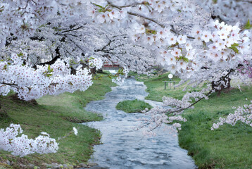 観音寺川と満開の桜並木