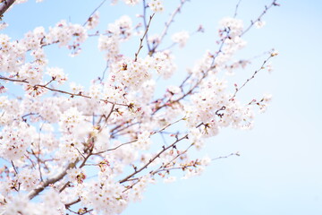 公園で咲く桜の花