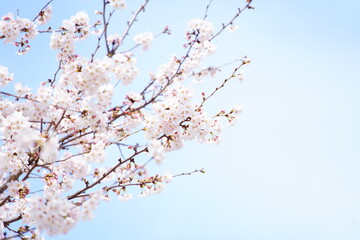 公園で咲く桜の花