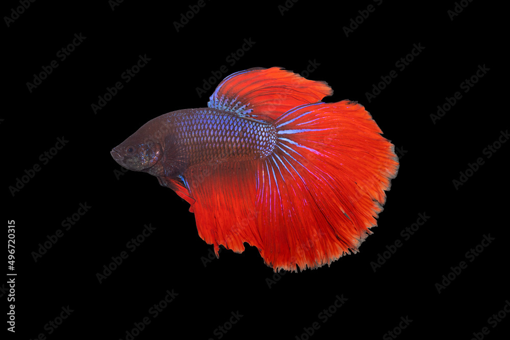 Wall mural spectacular male half moon betta on black background