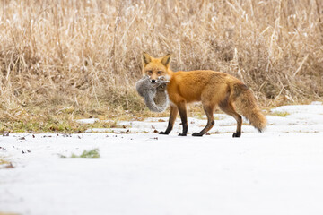 Red fox with prey