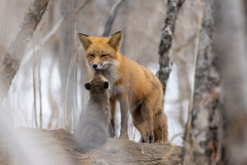 Fototapeta premium Female red fox in spring with babies