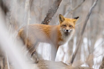 Female red fox in spring