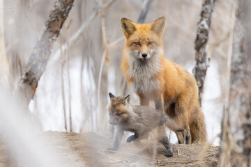 Female red fox in spring with babies