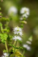 花のボケをバックにストロベリーミントの花