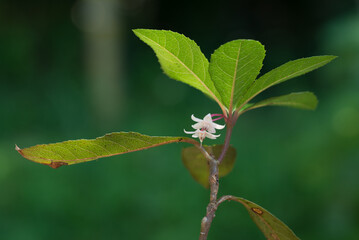 ヤブコウジの花