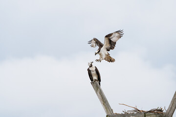 Osprey ready for mating with soft clouds in the background